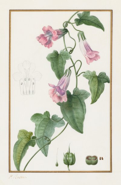 (植物学名：Maurándia semperflorens） 作者 Pancrace贝萨