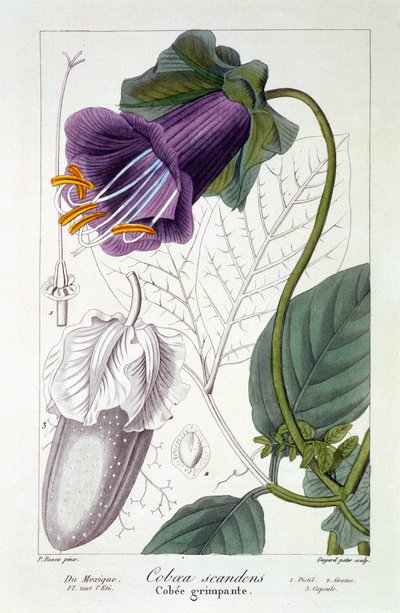 Cobaea scandens，1836（手工雕刻） 作者 Pancrace贝萨