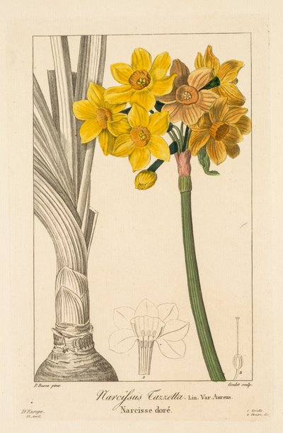 园丁，业余爱好者和制造商的植物志：杜鹃花或水仙簇，1836年。 作者 Pancrace贝萨