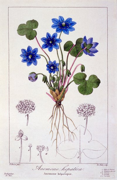 Hepatica nobilis，1836年（手工彩色雕刻） 作者 Pancrace贝萨