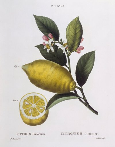 柠檬（Citrus limonium），Henry Louis Duhamel du Monceau，Pancrace Bessa制作的植物板。 作者 Pancrace贝萨