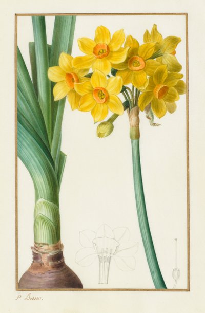多头水仙或簇生水仙（植物学名：Narcissus tazetta） 作者 Pancrace贝萨