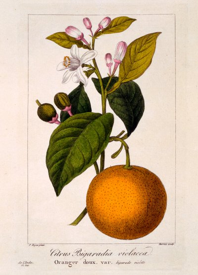 甜橙：Citrus sinensis var。 Bigaradia violacea，1836年（手工彩色雕刻） 作者 Pancrace贝萨