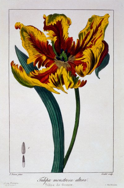 郁金香&39;火焰鹦鹉&39;，1836年（手工彩色雕刻） 作者 Pancrace贝萨