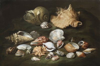 静物与贝壳 作者 保罗·波波拉（Paolo Porpora）