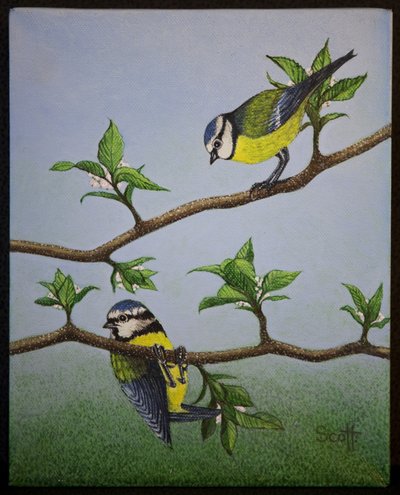 Bluetits, 2016 作者 帕特·斯科特