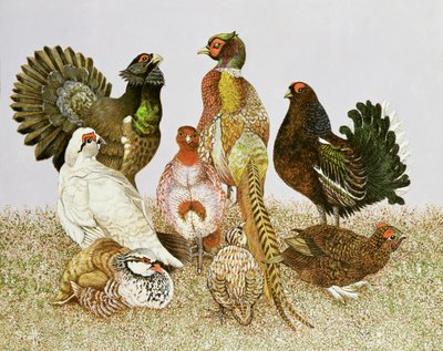 野禽 作者 帕特·斯科特