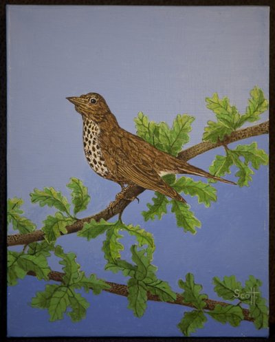 蓟鸫，2016 年 作者 帕特·斯科特
