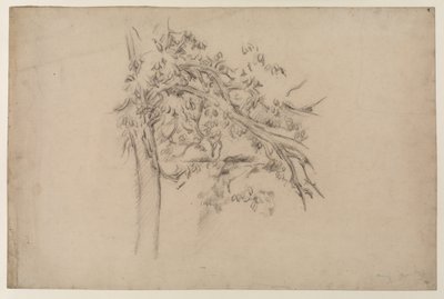 一棵树的研究，c.1885-87（纸上石墨） 作者 保罗·塞尚