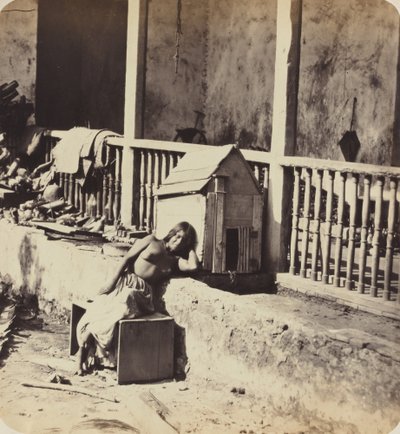 马提尼克岛的加维尔狗，1870年代。 作者 保罗·埃米尔·米奥特