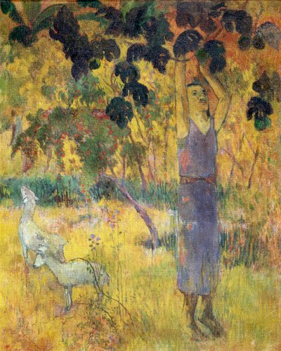 男子从树上摘水果，1897年。 作者 保罗·高更