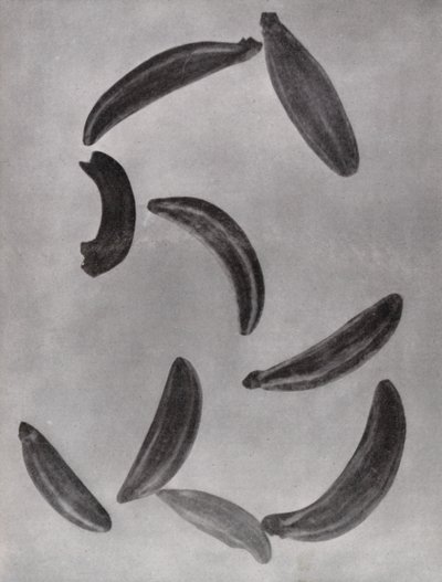 葛缕子种子（黑白照片） 作者 保罗·亨宁