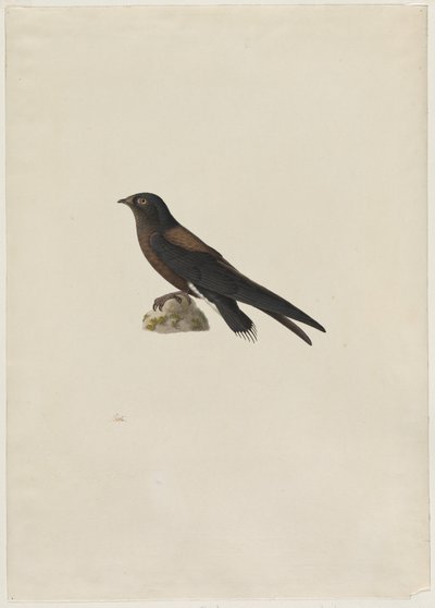 针尾雨燕（Hirundapus caudaculus） 作者 保罗·休特