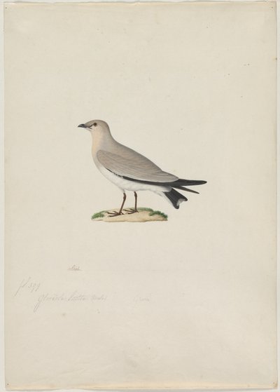 小的Pratincole Glareola lactea，19世纪。 作者 保罗·休特