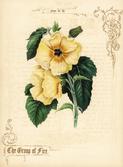 黄色的芙蓉花和叶子。 作者 保罗杰拉德