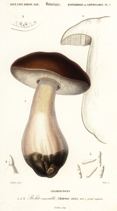牛肝菌、便士面包、牛肝菌或牛肝菌蘑菇、美味牛肝菌。 ,1849（雕刻） 作者 保罗·路易斯·欧达特