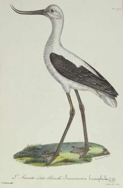 白头Avocet，19世纪初（彩色雕刻） 作者 保罗·路易斯·欧达特