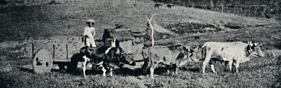 牛车"，1895年 作者 保罗·萨克