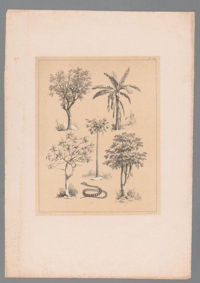 五个作物品种和一根水管 作者 法国美术学院