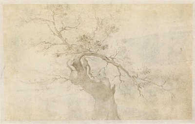 研究一棵参天大树 作者 保卢斯·威廉斯。范维亚宁