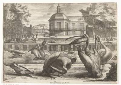 鹈鹕
Des Pelicans de Mere（物品名称）
凡尔赛动物园的鸟类（系列名称） 作者 彼得·布尔