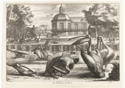 鹈鹕队 des Pelicans de Mere（物体上的标题） 凡尔赛动物园的鸟类（系列名称） 作者 彼得·布尔