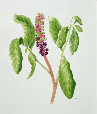 植物画（水彩画） 作者 佩吉·怀亚特