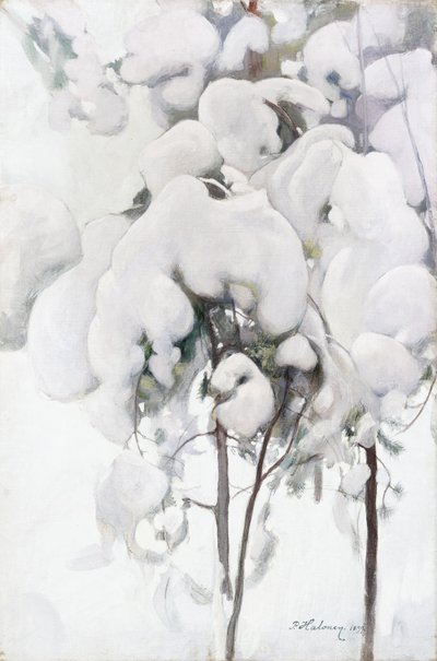 雪覆盖的松树树苗 作者 佩卡哈龙
