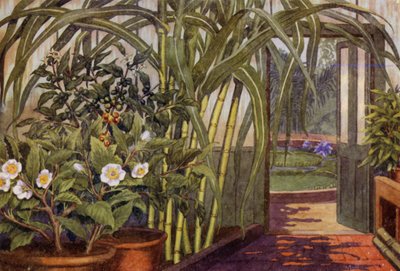 甘蔗、茶树和咖啡树（彩色石版画） 作者 珀西·詹姆斯·比林赫斯特