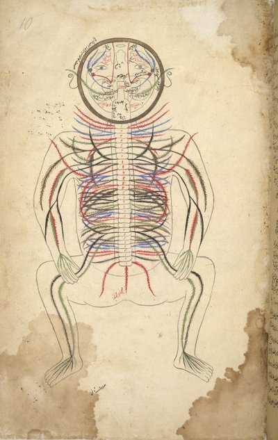 I.O. ISLAMIC 1379，f.10 人体脊柱，选自 Mansur bin Muhammad 的《Tashrih bi al-Taswir》。 作者 波斯学校