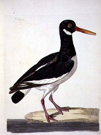 海派或蛎鹬（Haematopus ostralegus）板块，出自《英国动物学，第二类：鸟类》，由Peter Mazell（fl.1761-97）1766年雕刻（雕刻）。 作者 彼得（后）Paillou