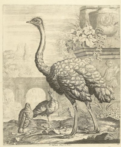 古代遗址花园中的鸵鸟和火鸡
各种鸟类（系列名称） 作者 彼得·卡斯蒂尔斯 (III)