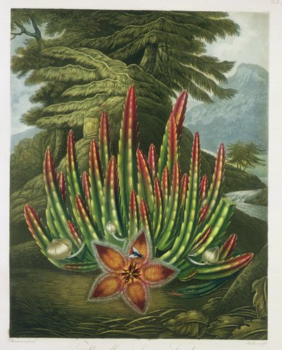 由Stadler雕刻的Maggot-Bearing Stapelia，来自Robert Thornton酒吧的“The Flora”。 1801 作者 彼得·查尔斯·亨德森