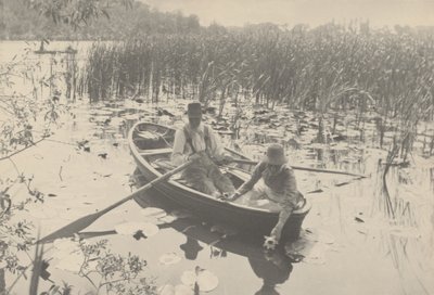 采集睡莲，1886 年（照片） 作者 彼得·亨利·爱默生