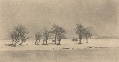Gnarled-Thorn Trees，约1890年，约1895年印刷。 作者 彼得·亨利·爱默生