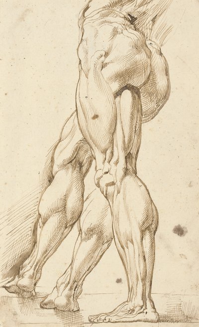 对男性裸体的腿进行écorché研究，对右腿进行辅助研究 作者 Peter Paul Rubens