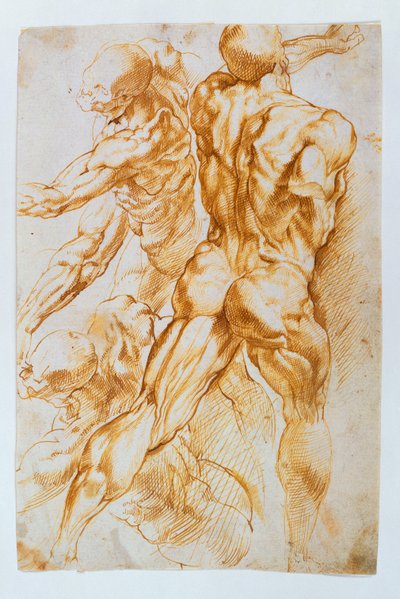 解剖学研究：战斗中的裸体 作者 Peter Paul Rubens