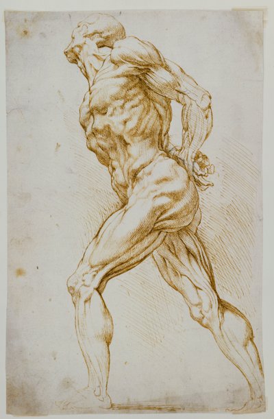 解剖研究：一个裸体大步向右，双手在背后 作者 Peter Paul Rubens
