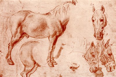 马研究，1913年。 作者 彼得·保罗·鲁本斯