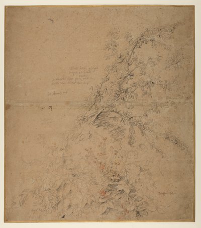 研究黑荆棘与荆棘和其他植物，约1620年 作者 彼得·保罗·鲁本斯