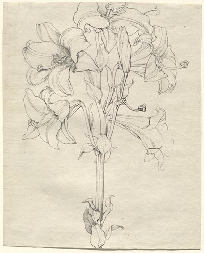 一枝开满六朵花的百合花茎 作者 菲利普·奥托·朗格