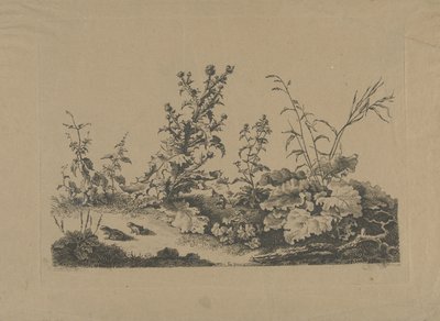 蓟和青蛙的景观研究 作者 让-巴蒂斯特·德罗伊