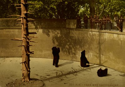 伯尔尼。熊窝 作者 Photochrom 苏黎世
