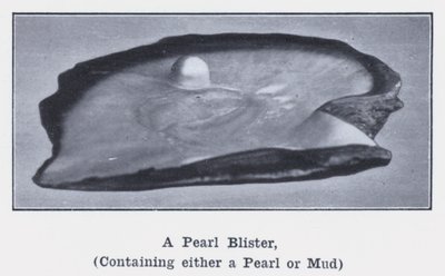 A Pearl Blister, containing either a Pearl or Mud (b/w photo) 作者 澳大利亚摄影师