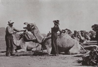 Camel teams with Aboriginals in charge supply outlying posts in Central Australia (b/w photo) 作者 澳大利亚摄影师