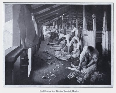 在 Merribee 的 Riverina Woolshed 进行手工剪毛（黑白照片） 作者 澳大利亚摄影师