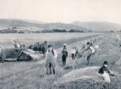 收割小麦，塔斯马尼亚，约1900年，摘自《南十字星下--澳大利亚掠影》，由墨尔本外交部出版。 作者 澳大利亚摄影师