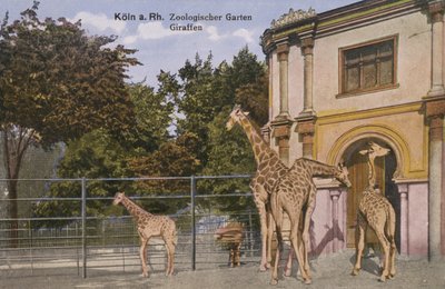 Cologne Zoo, Giraffes (photo) 作者 德国摄影师
