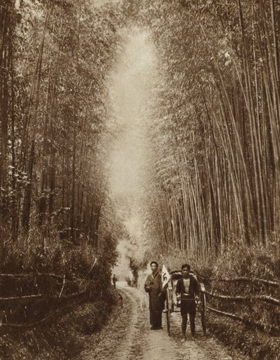 日本竹林（黑白照片） 作者 摄影师 日本人