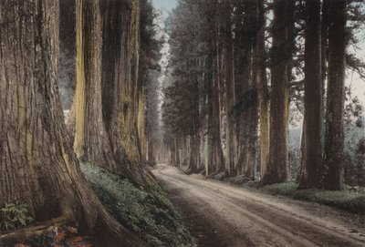 日本，约 1912 年：日光 Cryptomeria Road（照片） 作者 摄影师 日本人